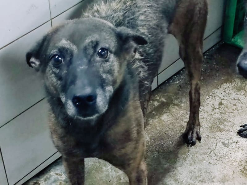 虎斑色成年母混种犬，中型, 收容编号 …1410. 完整的宠物。