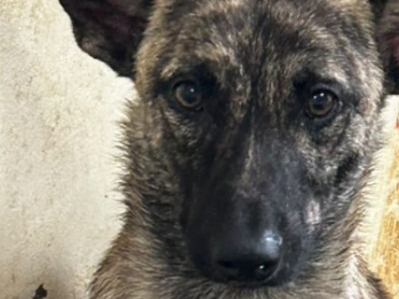 Tabby adult male mixed-breed dog, Large, shelter no. …4018. Closer on the face.