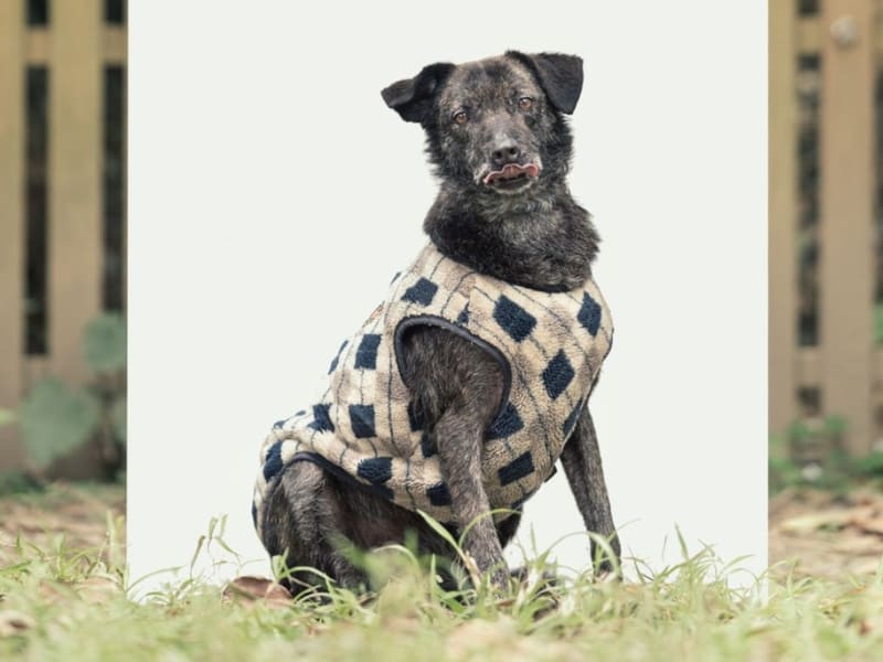 Chienne croisée femelle adulte (gris et noir), Moyen, refuge n° …2105. Tout l'animal.