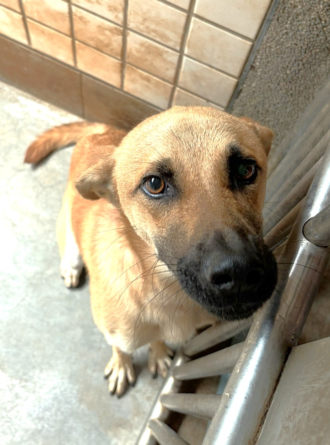 Chien croisé mâle adulte (fauve), Grand, refuge n° …1061. Plus près du visage.