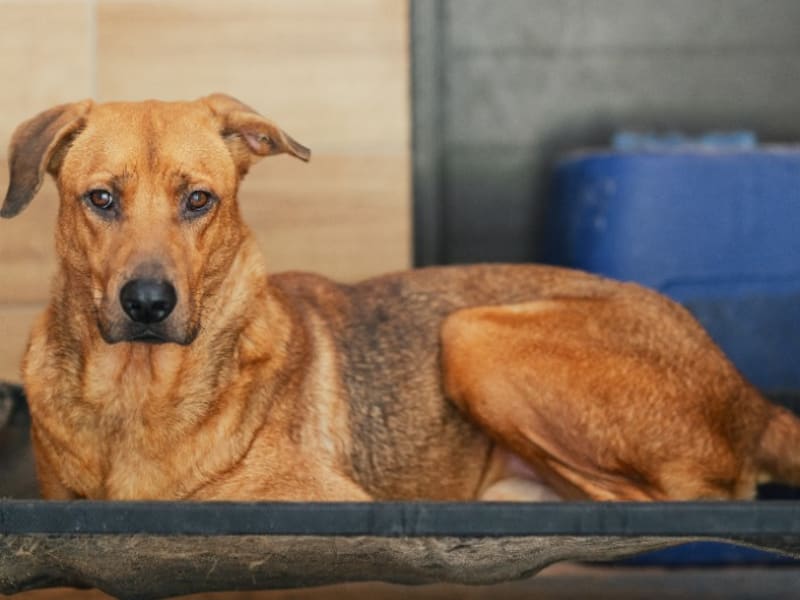 ミックス犬(オス・成犬・茶)、大型, 施設番号 …8003