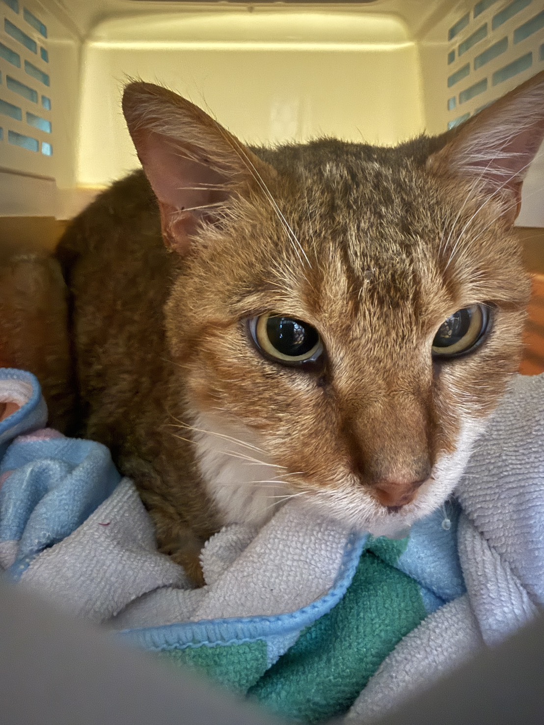 Chatte croisée femelle adulte (fauve), Moyen, refuge n° …4001. Plus près du visage.