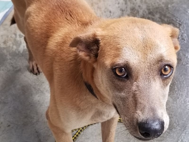 ミックス犬(メス・成犬・茶)、中型, 施設番号 …6002. 全身です。