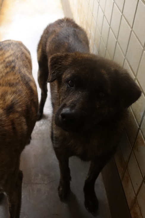 Tabby adult male mixed-breed dog, Large, shelter no. …0318