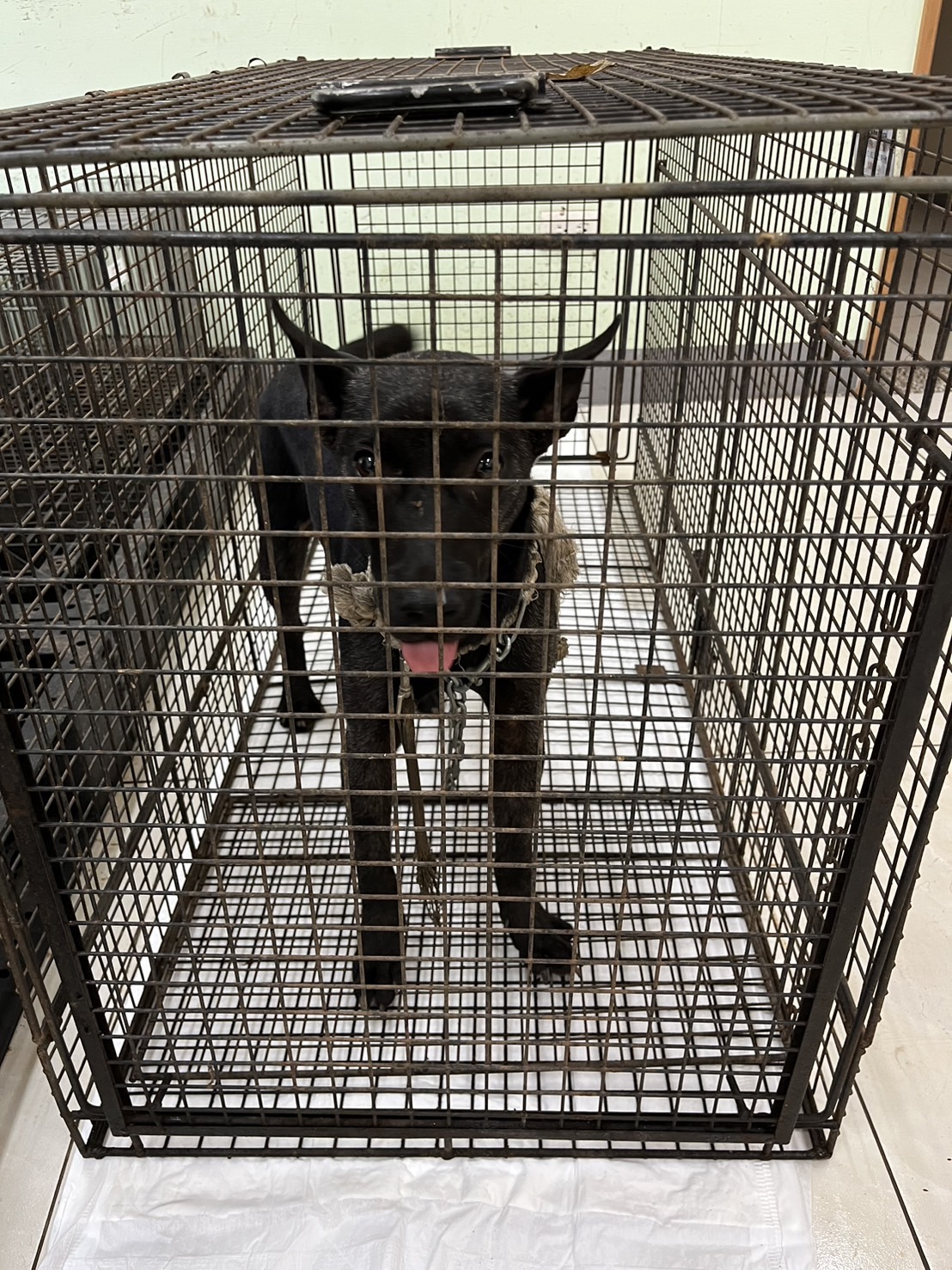 Perra mestiza hembra joven (negro), Pequeño, refugio n.º …8D01. Todo el animal.