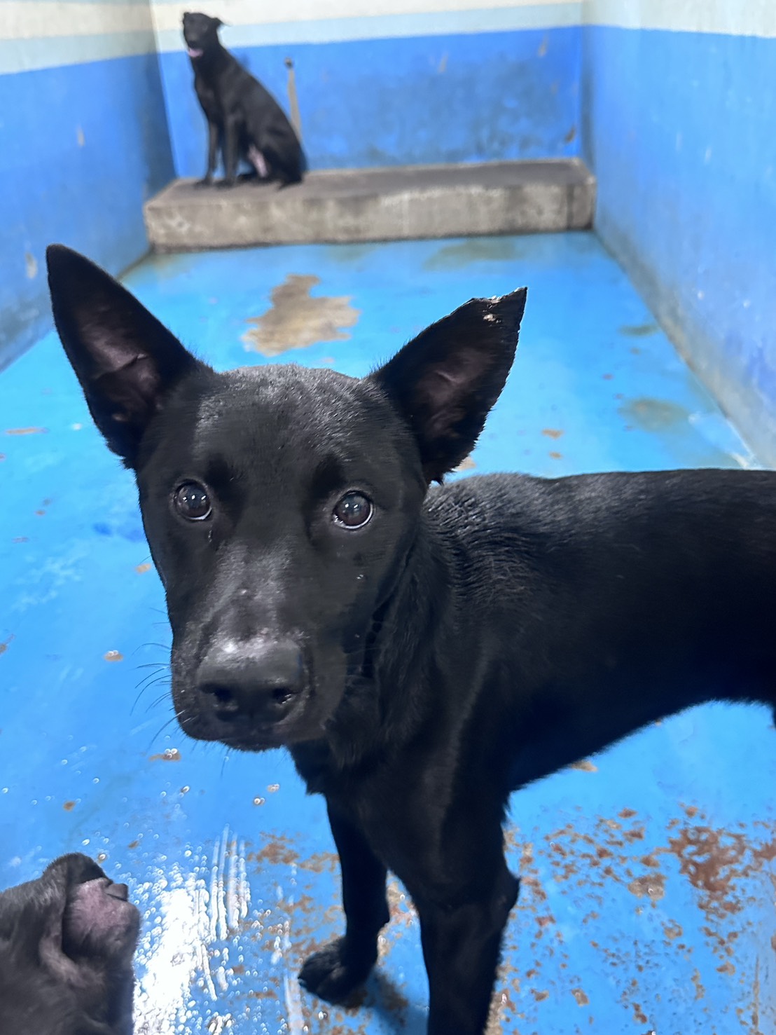 Black adult male mixed-breed dog, Large, shelter no. …4015
