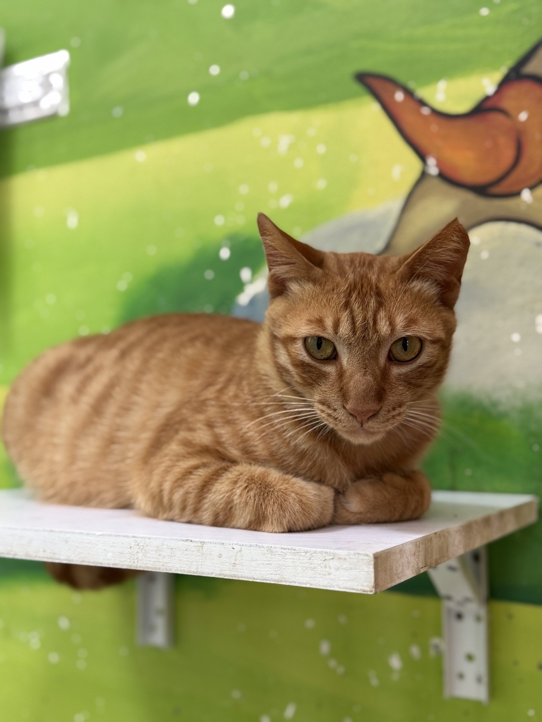 Orange adult male mixed-breed cat, Large, shelter no. …4001