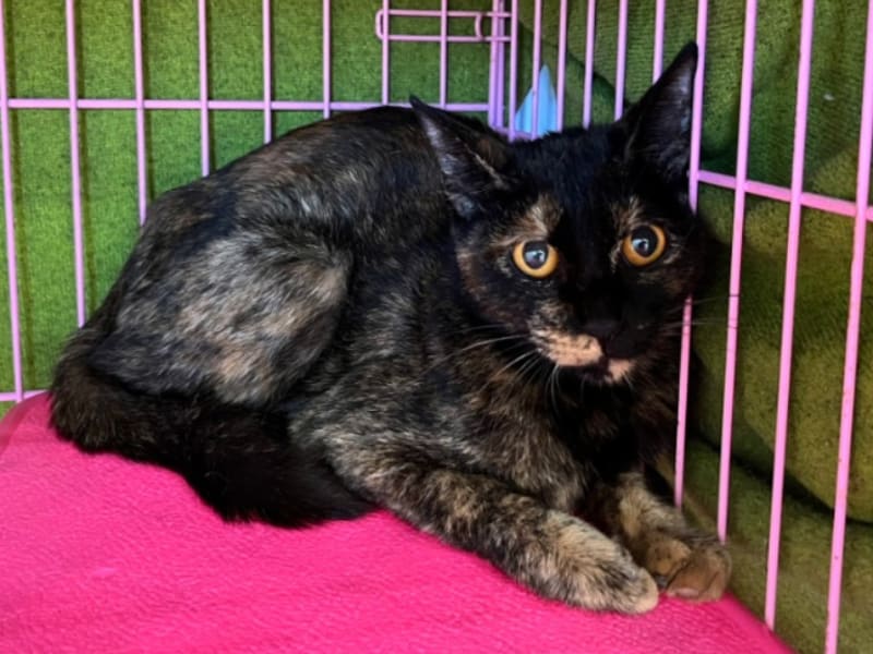 ミックス猫（メス・成猫・黒と茶）、中型, 施設番号 …2503. 全身です。