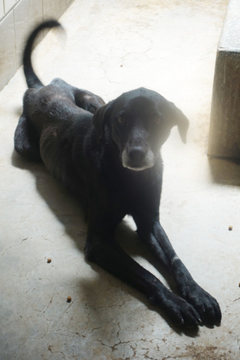 ミックス犬（メス・成犬・黒）、大型, 施設番号 …1439. 全身です。
