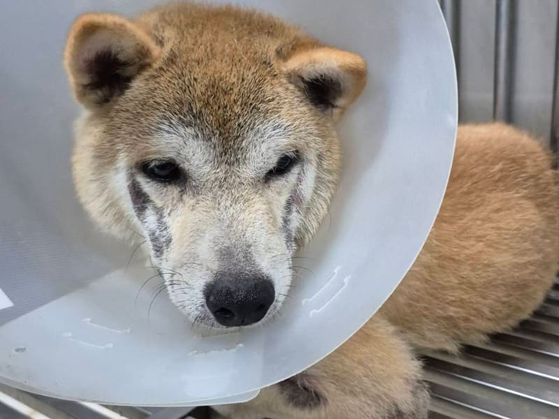 Shiba Inu macho adulto (canela), Mediano, refugio n.º …4001