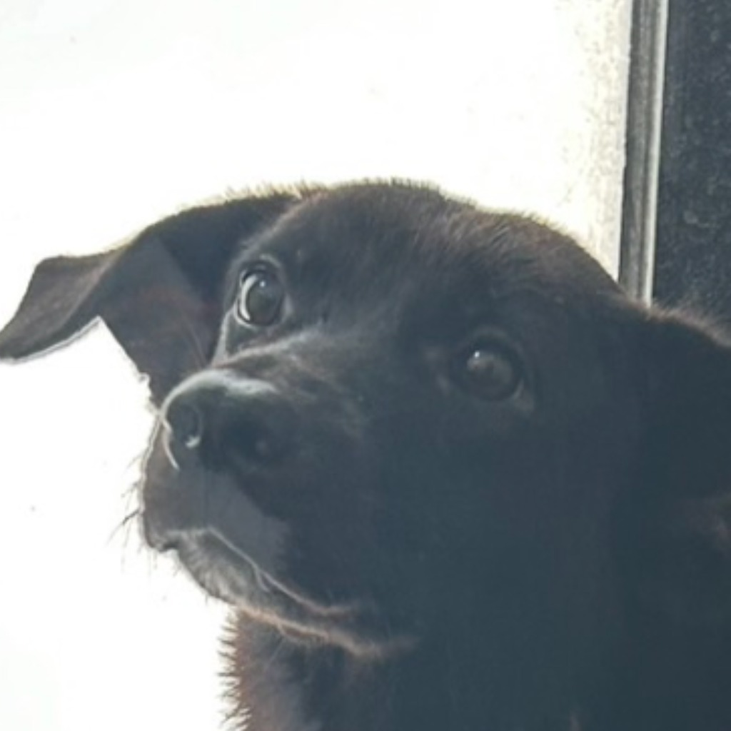 Chien croisé mâle adulte (noir), Moyen, refuge n° …8069