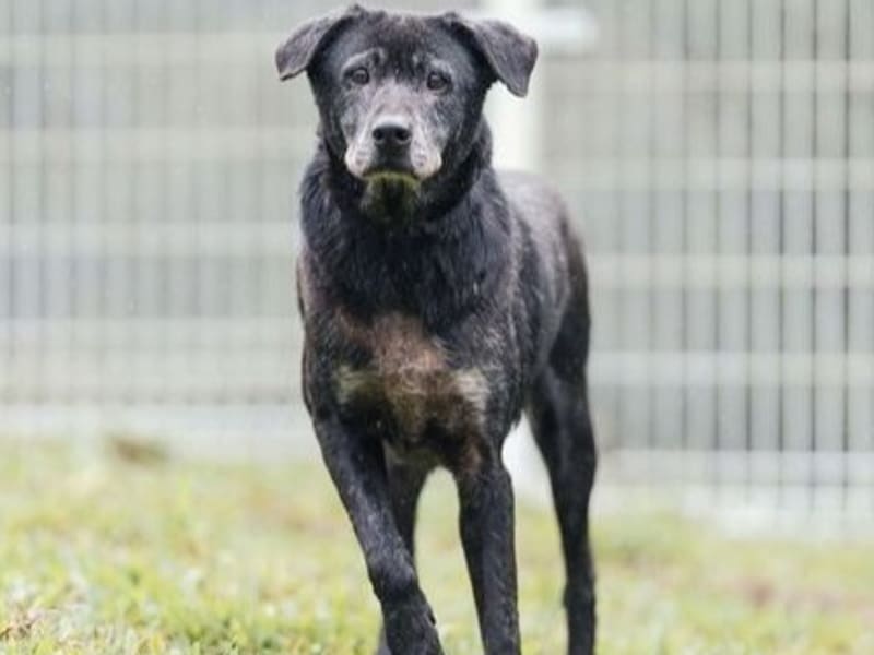 Black adult female mixed-breed dog, Large, shelter no. …6002