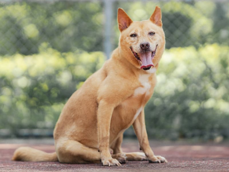 Tan adult male mixed-breed dog, Medium, shelter no. …2901. The whole animal.