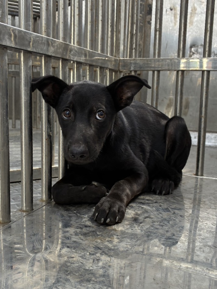 Perro mestizo macho joven (negro), Pequeño, refugio n.º …1008. Todo el animal.