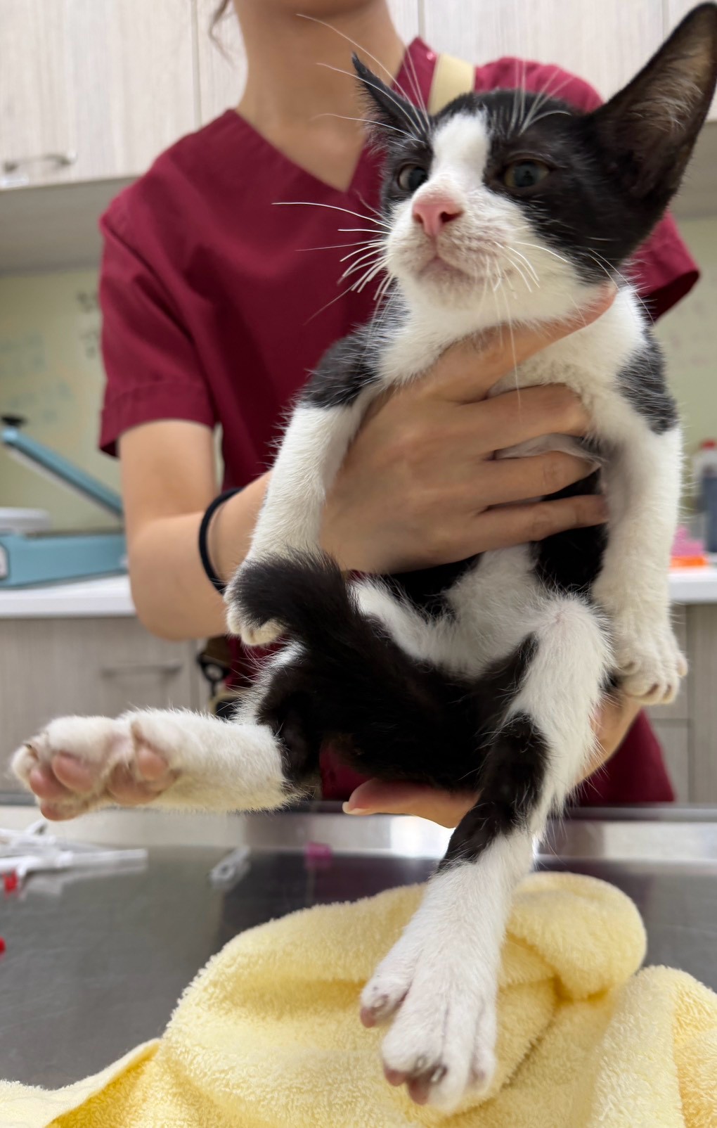 Gato mestizo macho adulto (negro y blanco), Pequeño, refugio n.º …5008