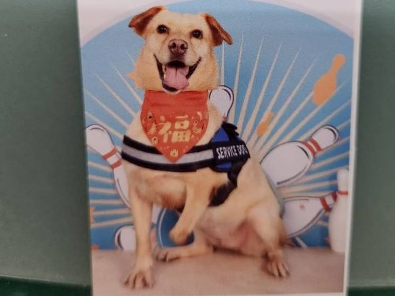 ミックス犬（メス・成犬・クリーム）、中型, 施設番号 …7001. 全身です。