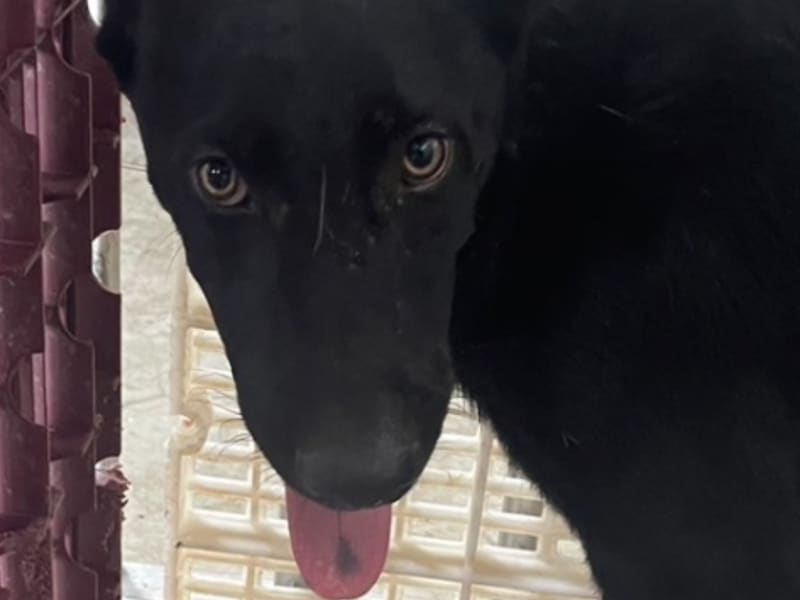 Black adult male mixed-breed dog, Large, shelter no. …9026. Closer on the face.