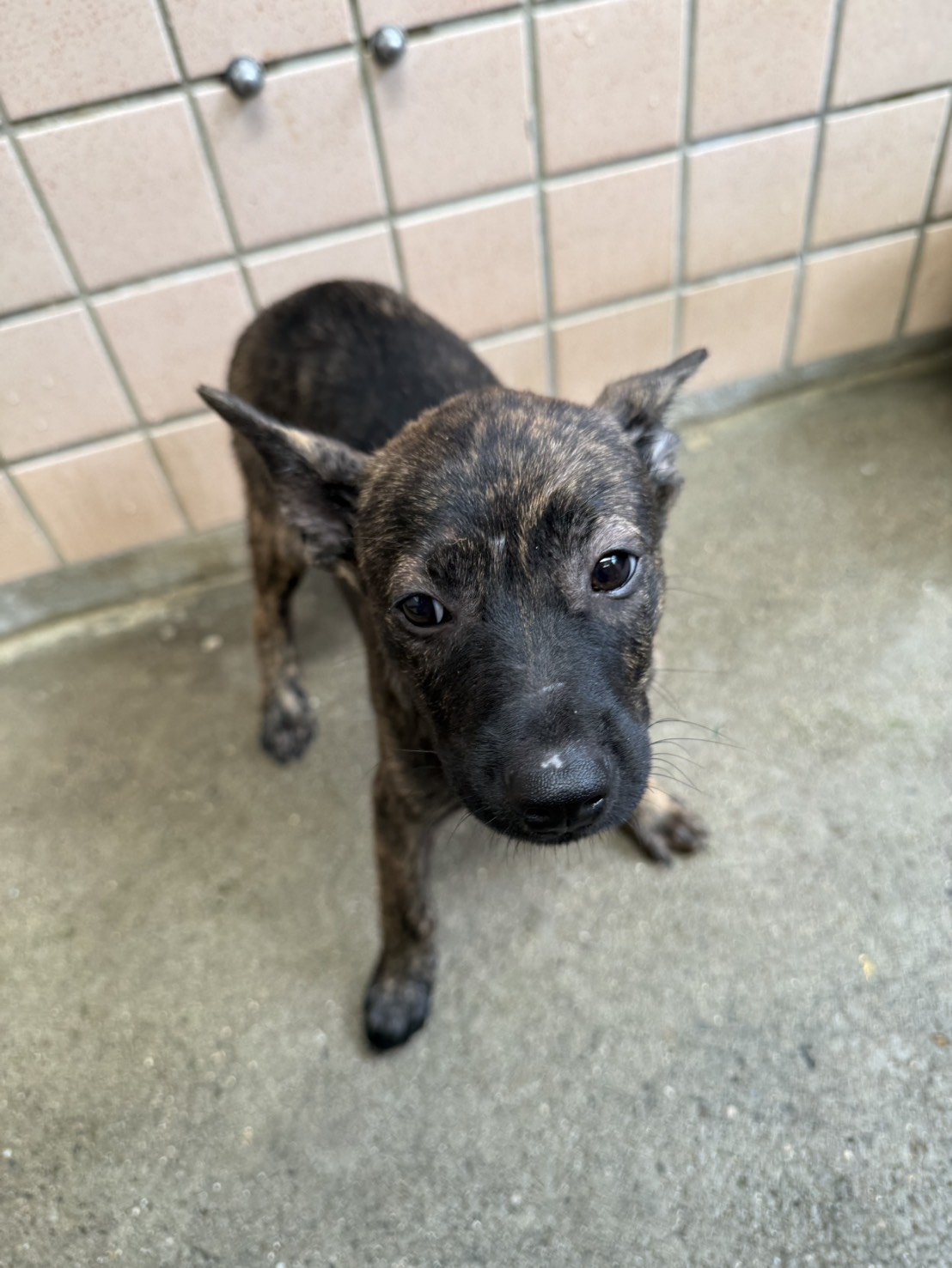 ミックス犬(メス・若い・黒と茶)、小型, 施設番号 …1003. 顔のアップです。