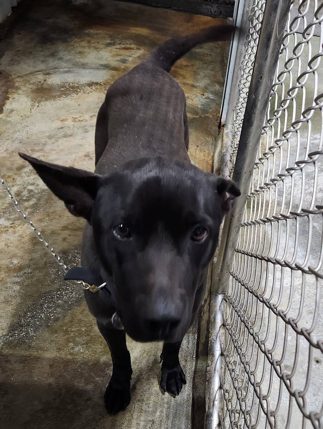 Black adult male mixed-breed dog, Medium, shelter no. …2001. The whole animal.