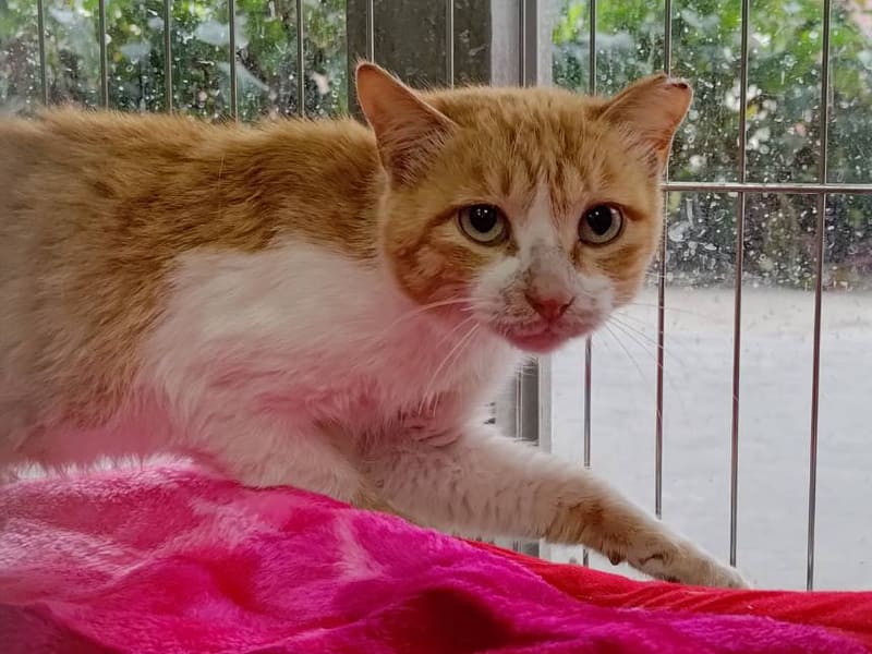 ミックス猫(オス・成猫・茶と白)、中型, 施設番号 …2005. 全身です。