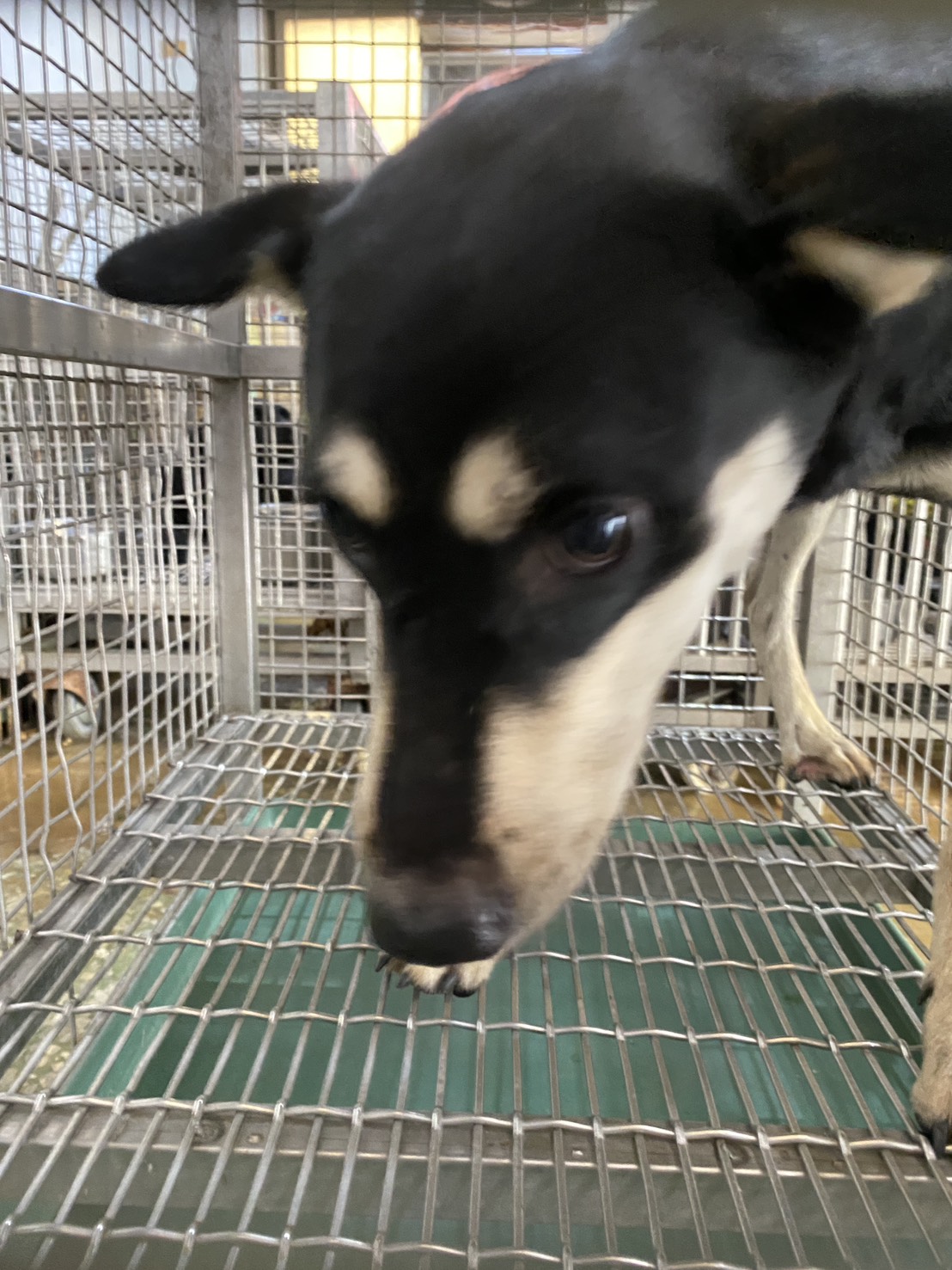 Black-and-tan adult male mixed-breed dog, Medium, shelter no. …8-03. Closer on the face.