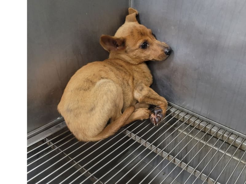 ミックス犬(若い・茶)、小型, 施設番号 …7013. 顔のアップです。