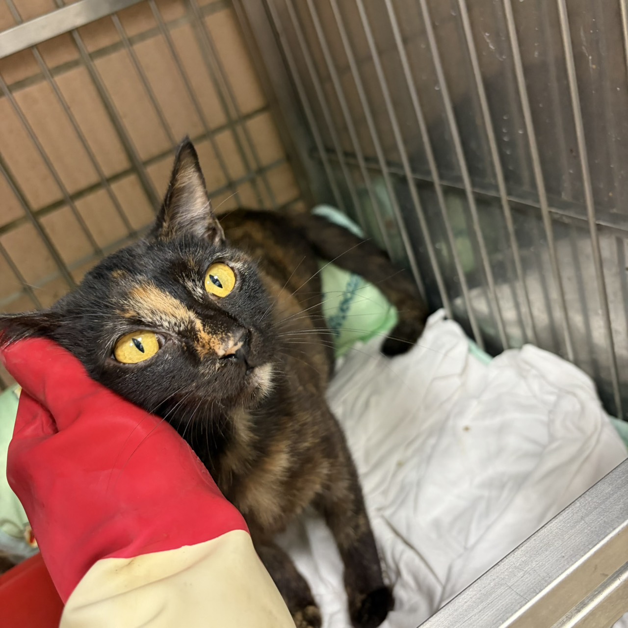 Gata mestiza hembra joven, Mediano, refugio n.º …6001. Más cerca de la cara.
