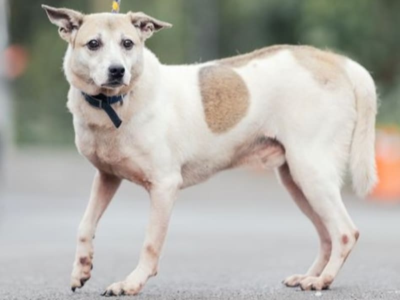 黄白色成年公混种犬,中型, 收容编号 …2311. 完整的宠物。