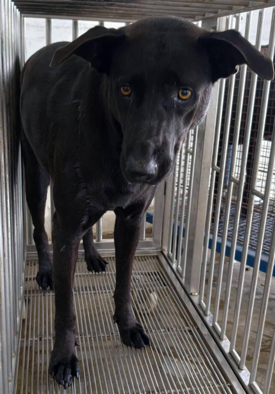 黑色成年母混種犬,中型, 收容編號 …5004