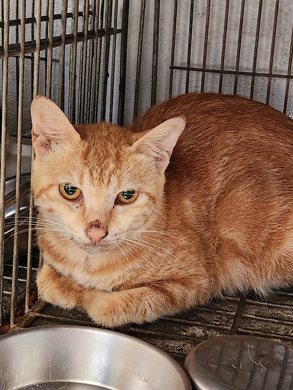 Gata mestiza hembra adulta (canela y atigrado), Mediano, refugio n.º …2004