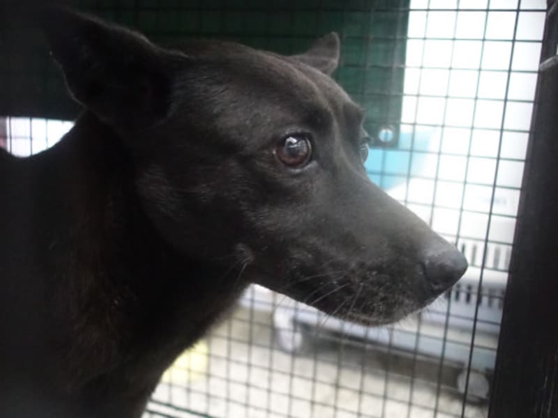 ミックス犬（メス・成犬・黒）、大型, 施設番号 …2218. 顔のアップです。