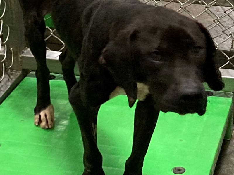 ミックス犬(オス・成犬・黒)、大型, 施設番号 …6002. 顔のアップです。