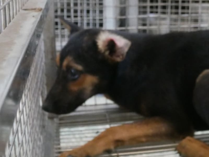 Perra mestiza hembra adulta (negro y canela), Mediano, refugio n.º …1-02. Más cerca de la cara.