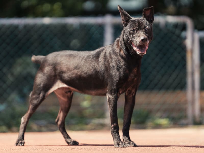 Perro mestizo macho adulto (negro), Mediano, refugio n.º …1102. Todo el animal.