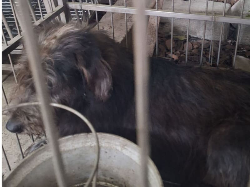 ミックス犬(オス・成犬・黒)、大型, 施設番号 …022D. 顔のアップです。