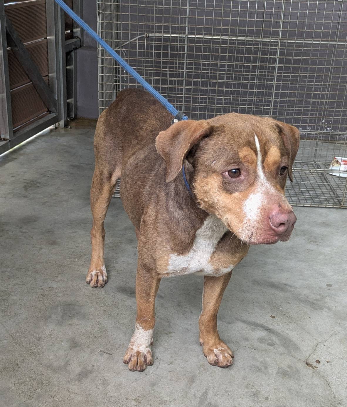 pitbull (Lalaki, Matanda na, dilaw at puti), Katamtaman, blg. ng shelter …9001. Ang buong hayop.