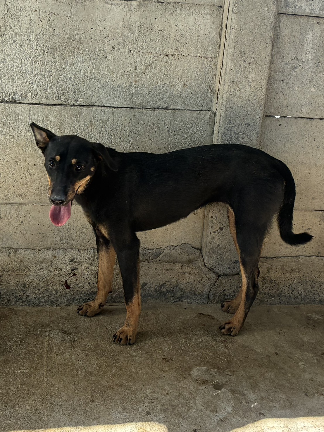 Black adult female mixed-breed dog, Medium, shelter no. …8008. Closer on the face.