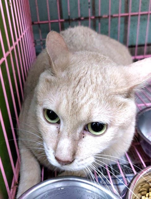 Gato mestizo macho adulto (canela), Grande, refugio n.º …1354