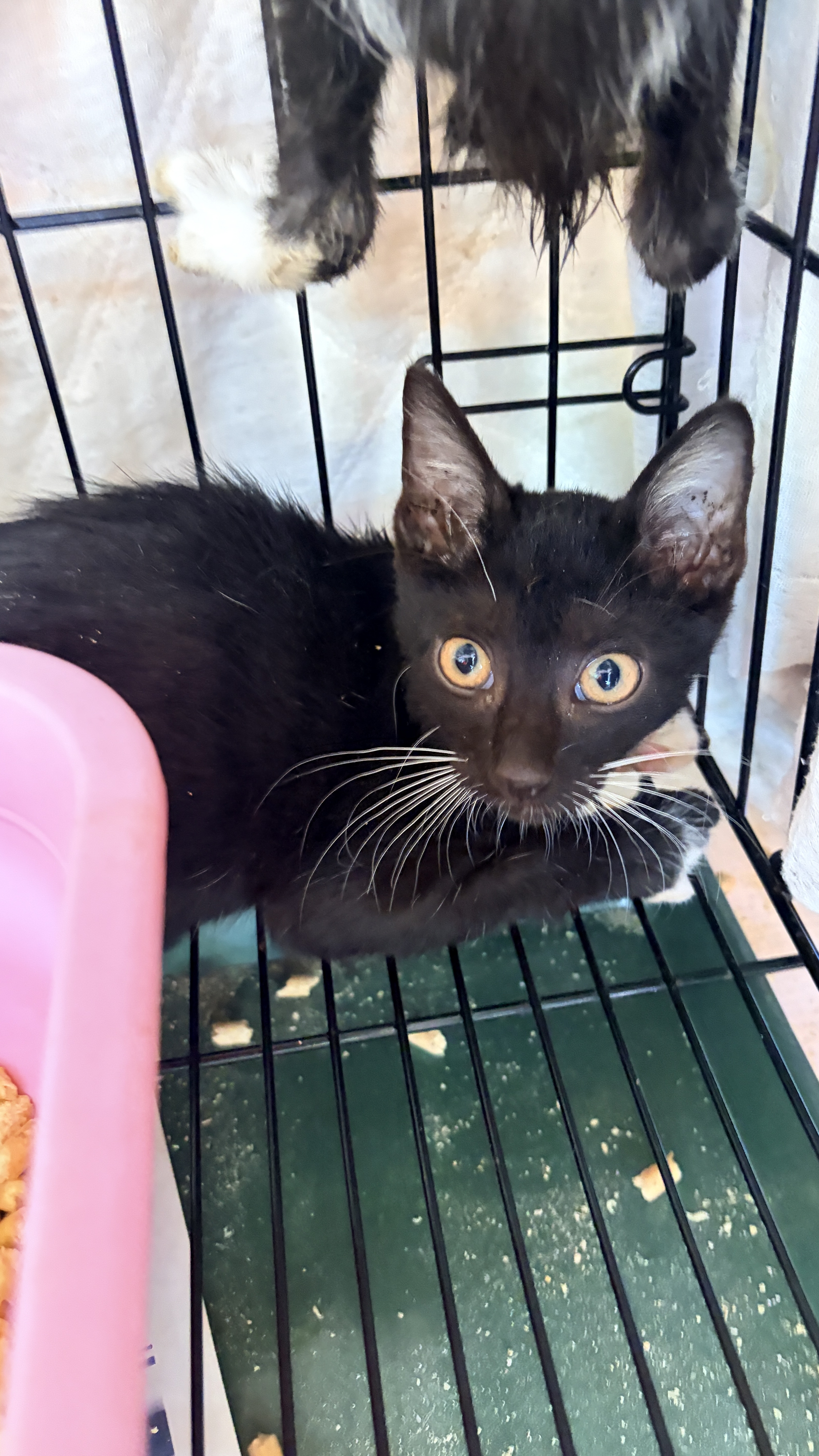 Pusang halo ang lahi (Bata, itim), Maliit, blg. ng shelter …0001. Mas malapit sa mukha.