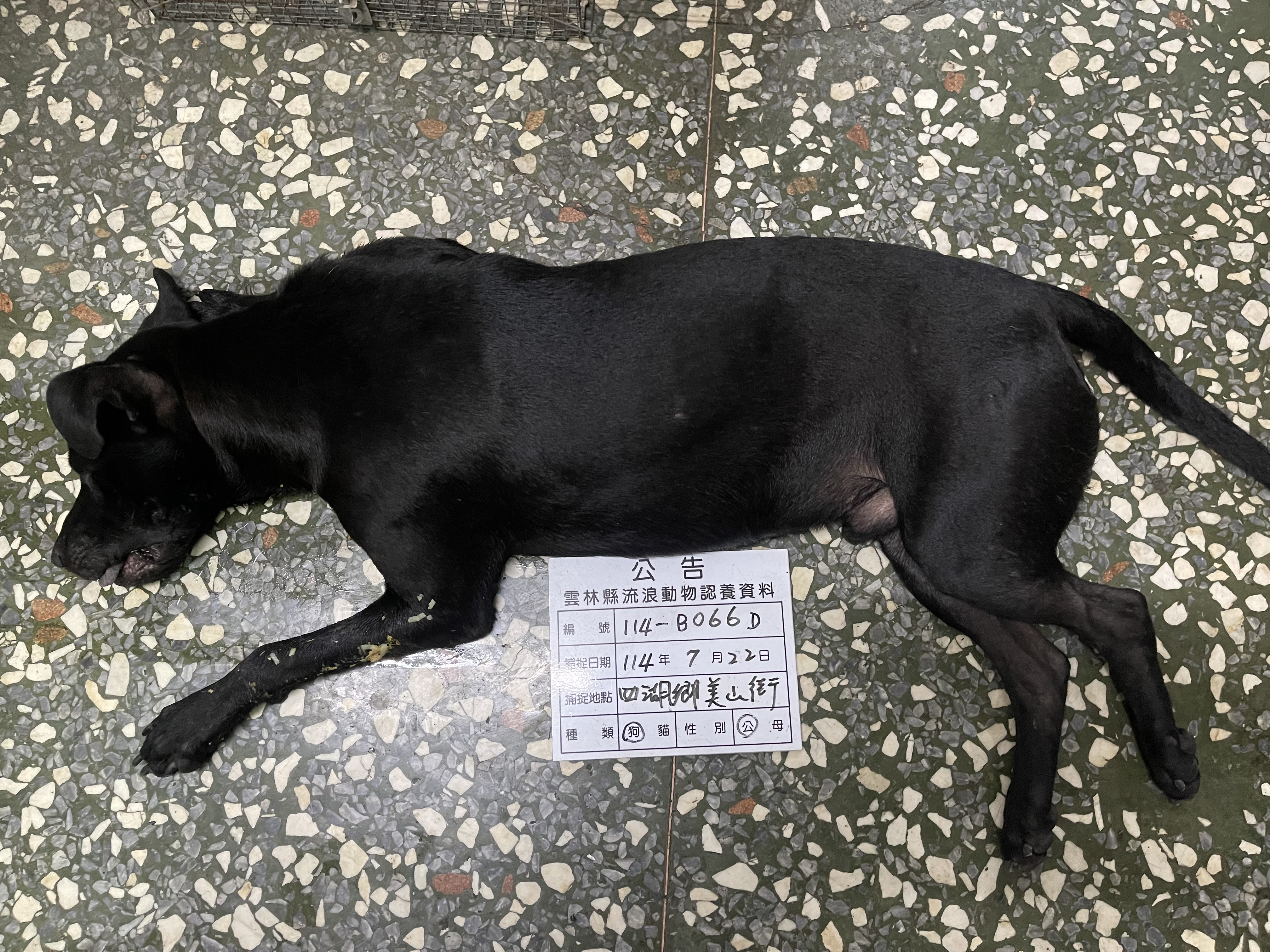 ミックス犬(オス・成犬・黒)、大型, 施設番号 …066D. 顔のアップです。