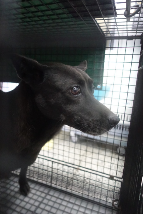 Chienne croisée femelle adulte (noir), Grand, refuge n° …2218