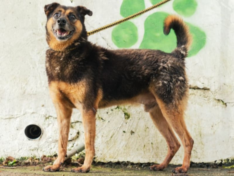 Chien croisé mâle adulte (noir et fauve), Moyen, refuge n° …3001. Tout l'animal.