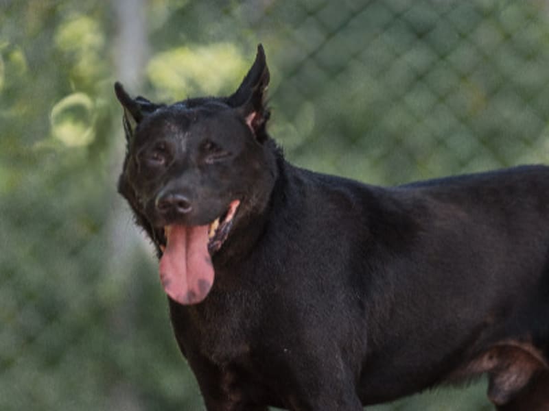 Perro de montaña de Formosa macho adulto (negro), Mediano, refugio n.º …2602. Más cerca de la cara.