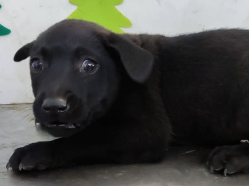 Chienne croisée femelle jeune (noir), Petit, refuge n° …0211. Plus près du visage.