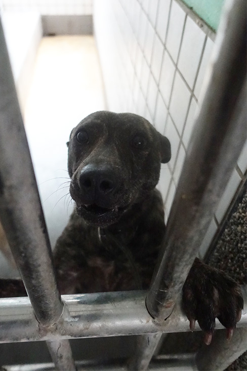 Perra mestiza hembra adulta (atigrado), Grande, refugio n.º …0189. Más cerca de la cara.