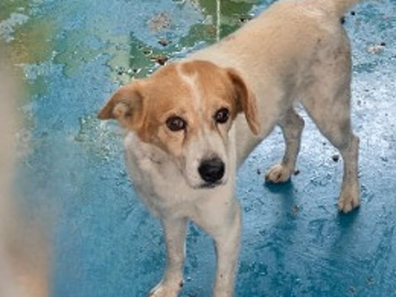 Tan-and-white adult male mixed-breed dog, Large, shelter no. …3011. Closer on the face.