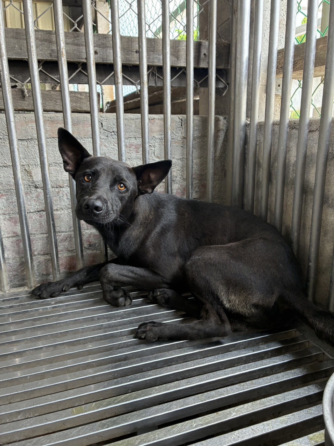 ミックス犬(オス・成犬・黒)、中型, 施設番号 …5001. 全身です。