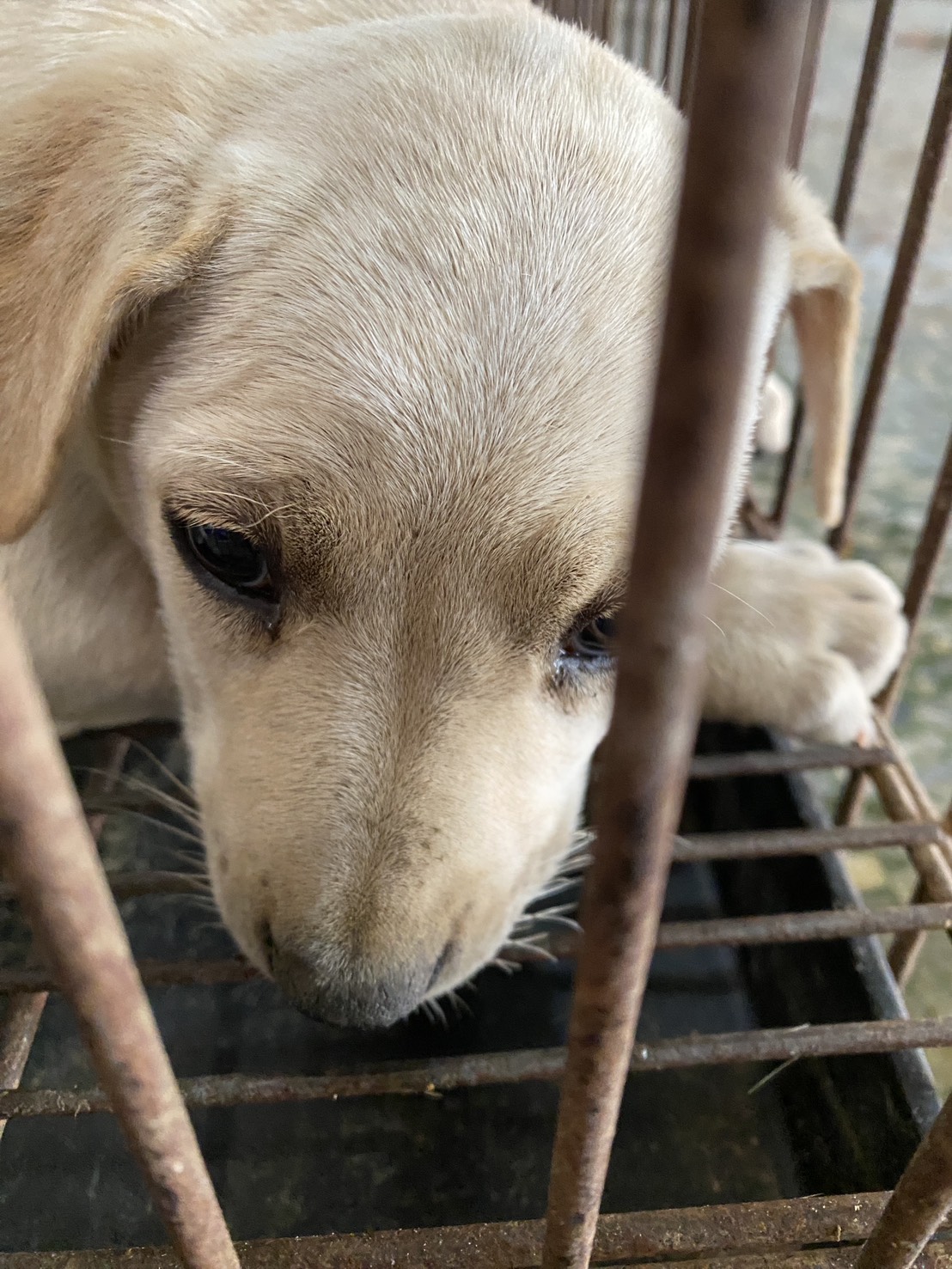 White young female mixed-breed dog, Small, shelter no. …2-03. Closer on the face.