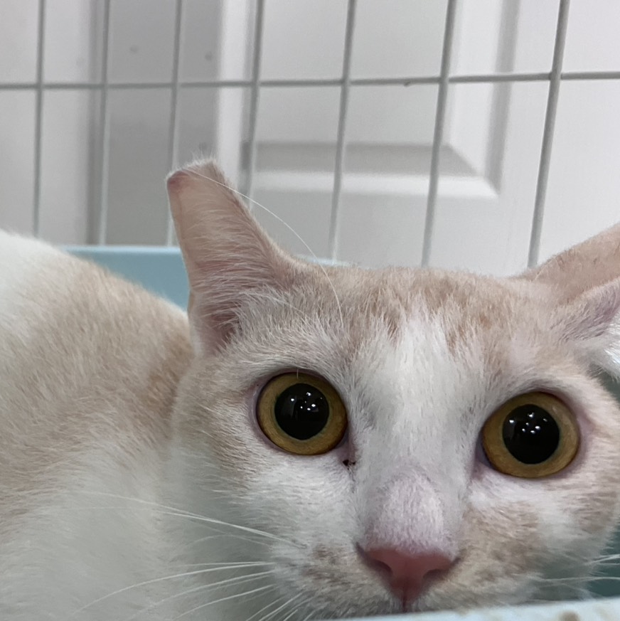 Gata mestiza hembra adulta (canela y blanco), Grande, refugio n.º …9001. Más cerca de la cara.