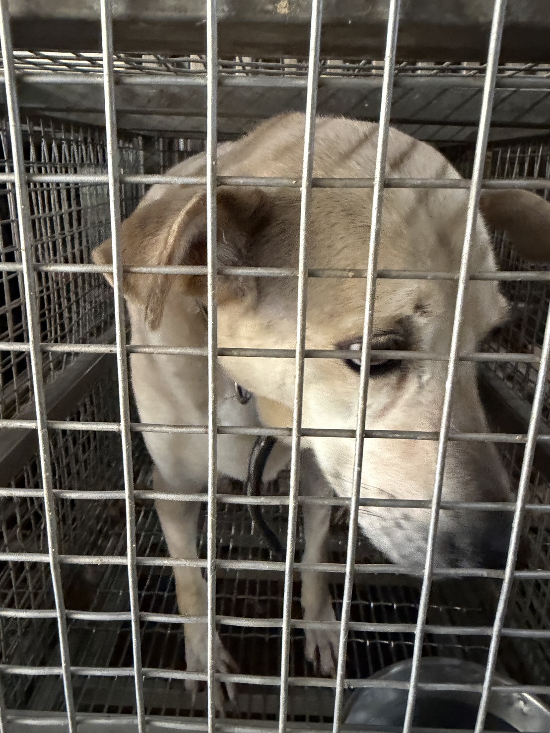 Perra mestiza hembra adulta (blanco), Mediano, refugio n.º …1-09. Más cerca de la cara.